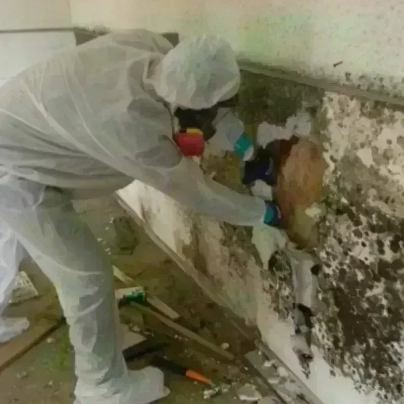 Mold Remediation and Removal in McLeansboro, IL